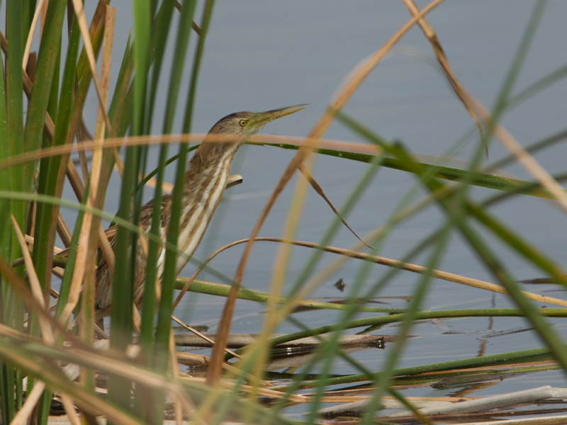 Ixobrychus minutus Little Bittern Woudaap